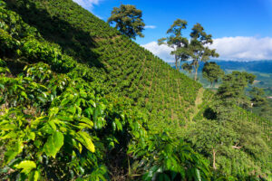 コーヒー大国コロンビアの最高品質​