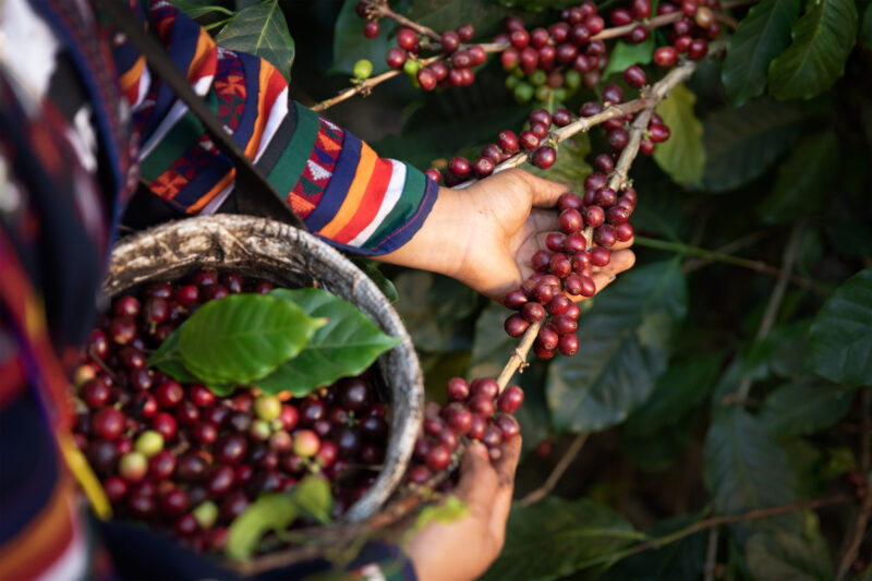 「○○農園」産はコーヒーの中でも最高ブランドの証​