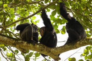 チンパンジーの為の自然環境保護活動をしながら栽培されているSDGsコーヒー​