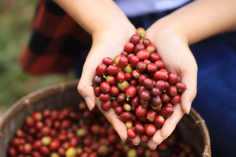 中米No.1のコーヒー生産国
