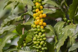 コーヒーの木の種類