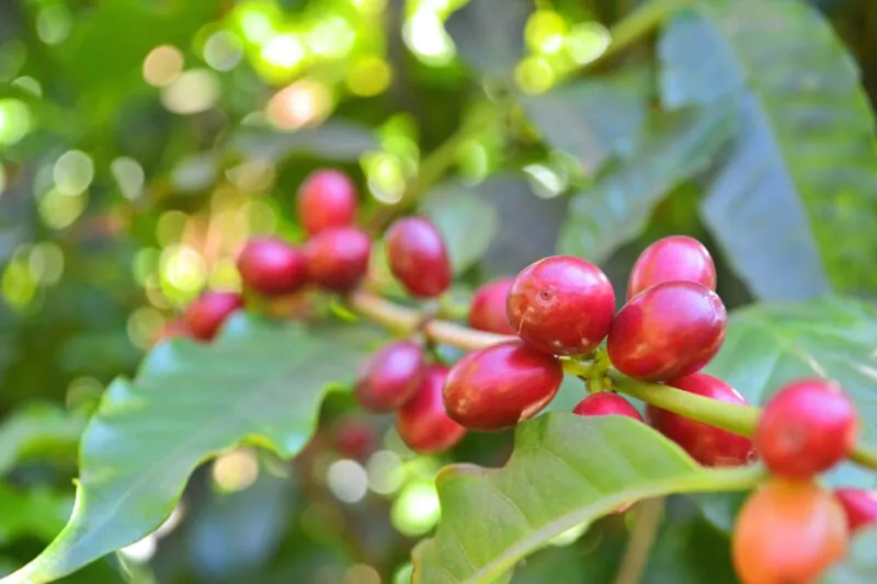 ”旬”のコーヒー「ニュークロップ」とは? 8 coffee 5385194